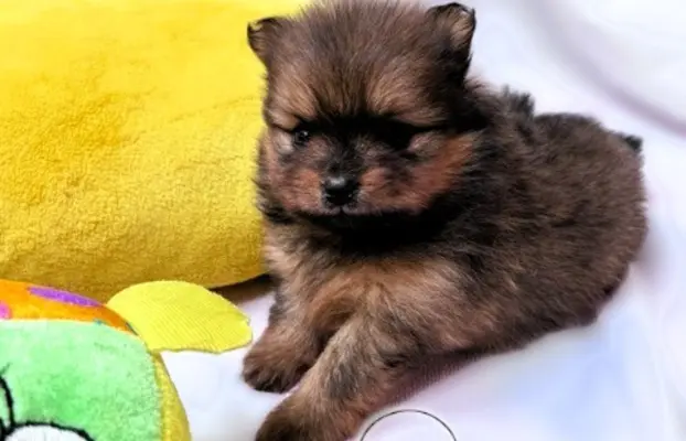 Przepiękne Szczenięta Pomeranian – ZkwP/FCI 5