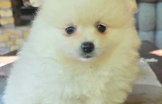 Szpic miniaturowy,pomeranian suczka 2