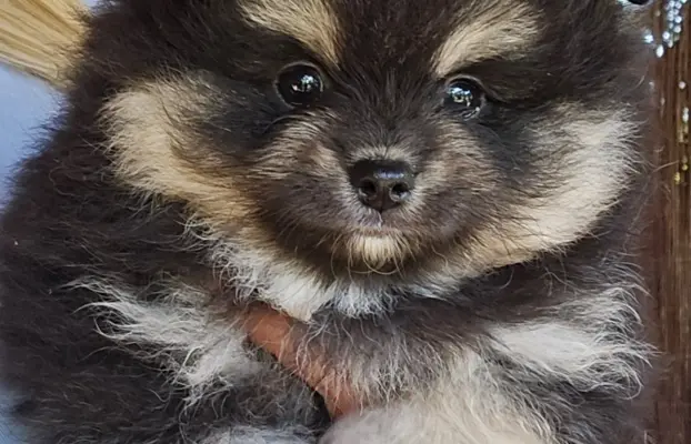 Szpic miniaturowy,pomeranian suczka 3
