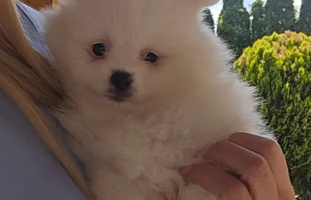 Szpic miniaturowy,pomeranian suczka 4