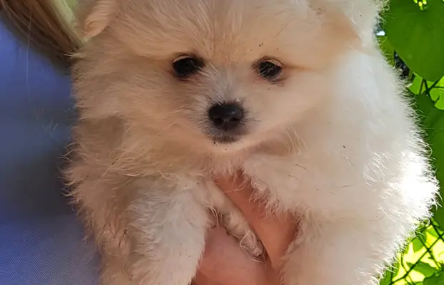 Szpic miniaturowy,pomeranian suczka 5