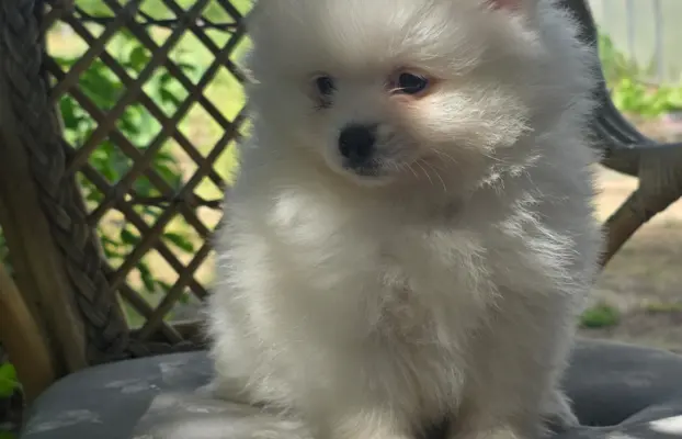 Szpic miniaturowy,pomeranian suczka 6