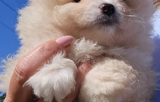 Szpic miniaturowy,pomeranian suczka 7