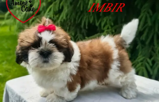 Przepiękne słodziaki shih tzu. 1