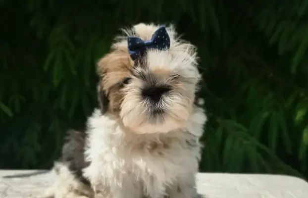 Przepiękne słodziaki shih tzu. 2