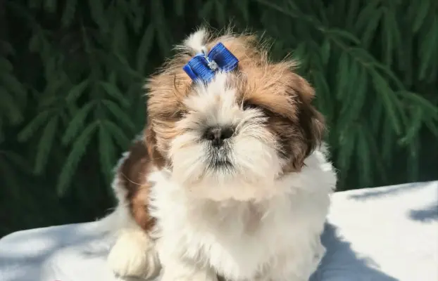 Przepiękne słodziaki shih tzu. 3