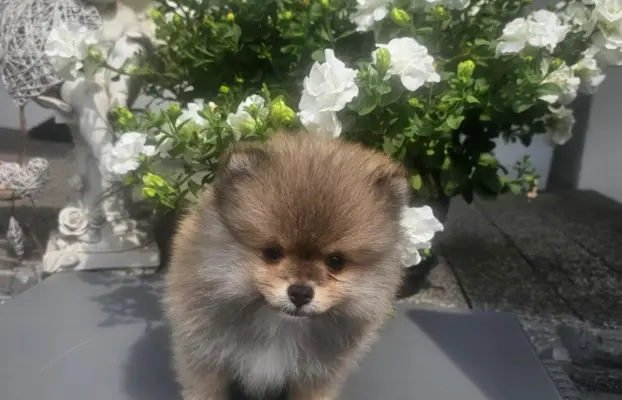 Szpic miniaturowy pomeranian 1