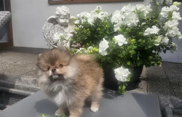 Szpic miniaturowy pomeranian 2