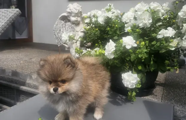 Szpic miniaturowy pomeranian 3