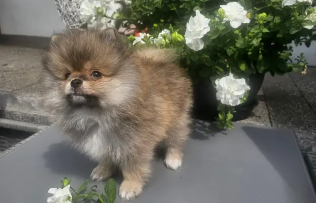 Szpic miniaturowy pomeranian 4