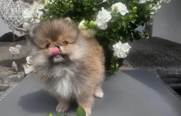 Szpic miniaturowy pomeranian 5