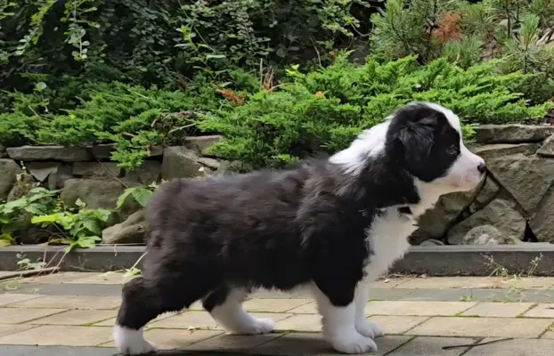 Szczeniak Border Collie FCI/ ZKwP 6
