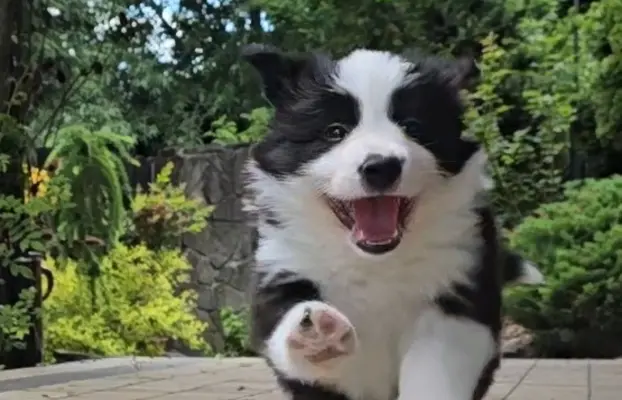 Szczeniak Border Collie FCI/ ZKwP 7