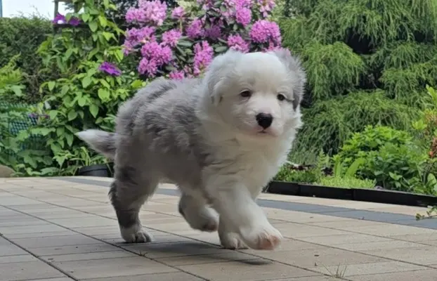 Szczeniak Border Collie FCI/ ZKwP 8
