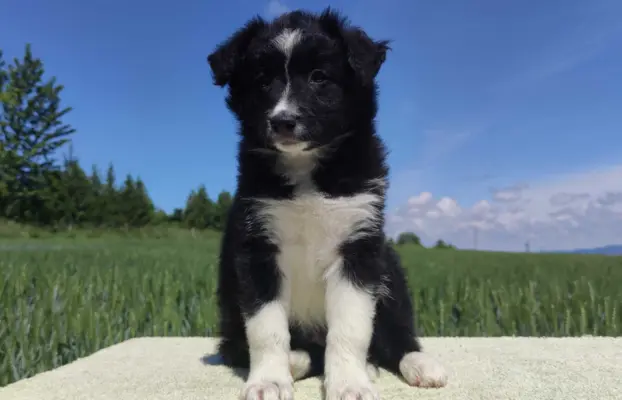 Rasowa suczka - Border Collie z pełną dok. 1