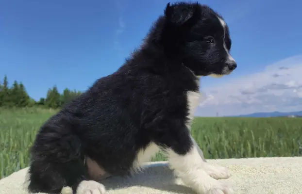 Rasowa suczka - Border Collie z pełną dok. 2