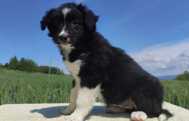 Rasowa suczka - Border Collie z pełną dok. 3