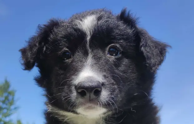 Rasowa suczka - Border Collie z pełną dok. 4