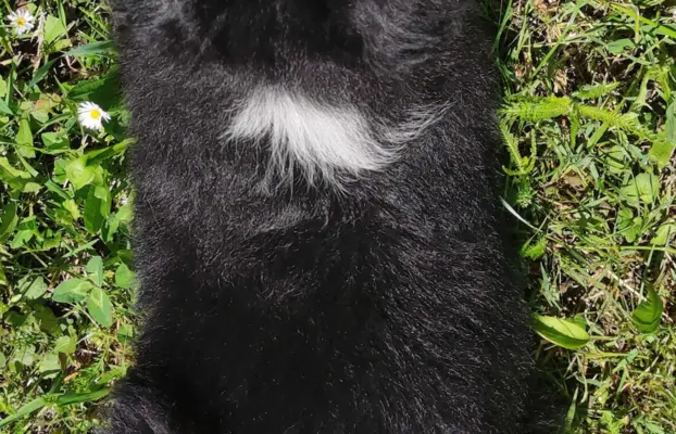 Rasowa suczka - Border Collie z pełną dok. 5