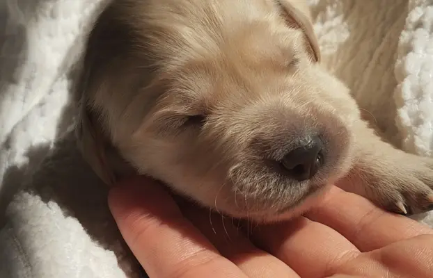 Szczeniaki golden retriever 5