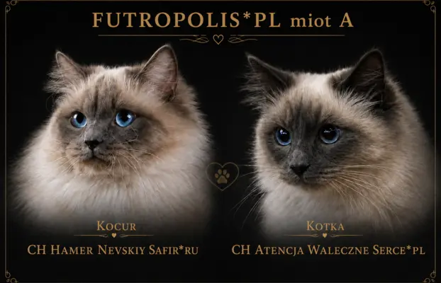 Syberyjskie kocięta 4