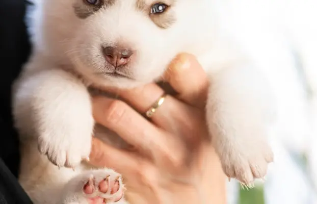 Siberian Husky 2