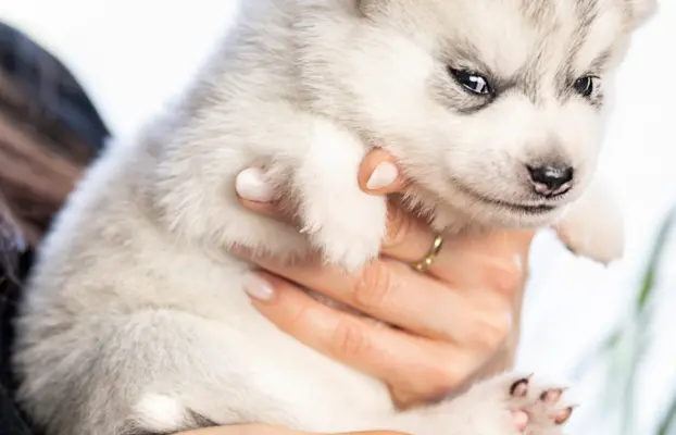 Siberian Husky 4