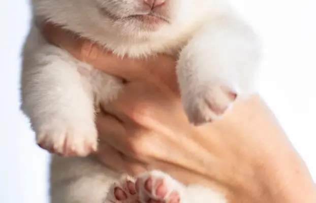 Siberian Husky 6