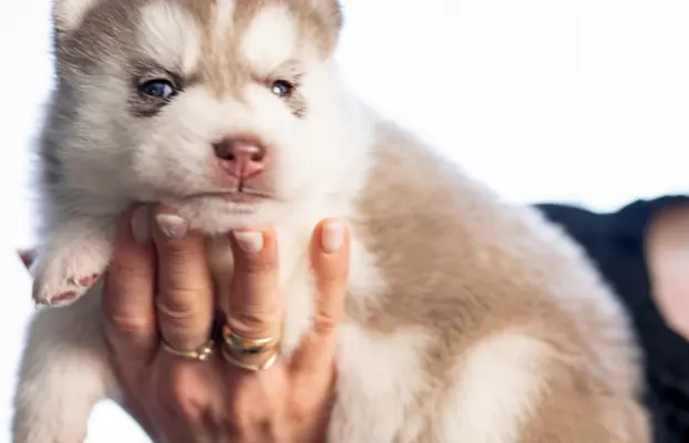 Siberian Husky 7