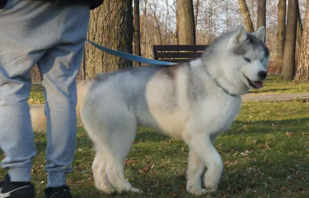 Siberian Husky 9