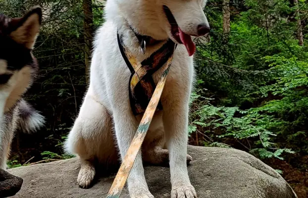 Siberian Husky 10