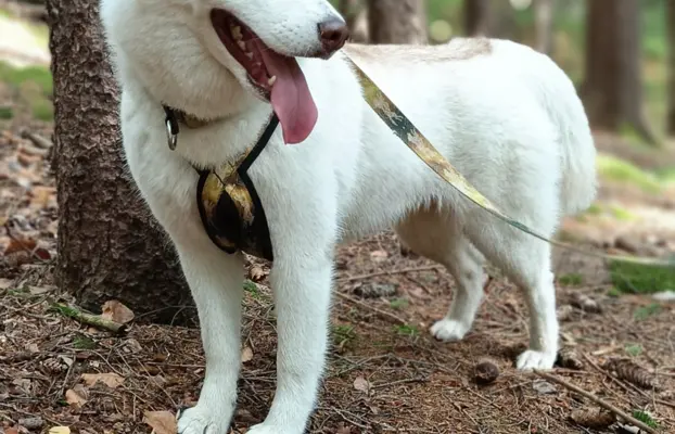 Siberian Husky 11
