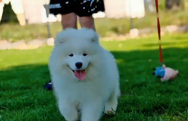 Samoyed szczenięta BezoweLove FCI 1