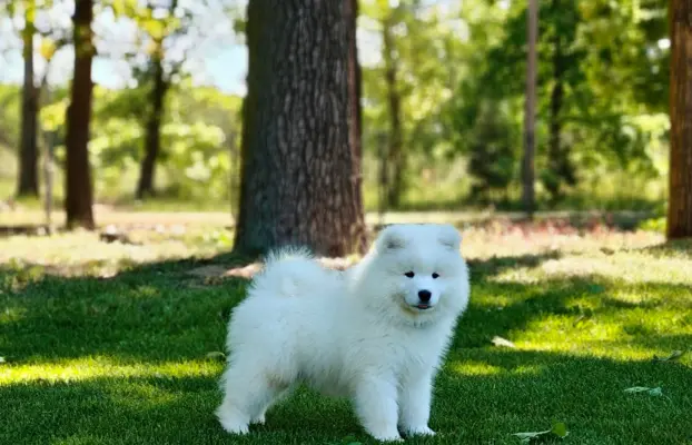 Samoyed szczenięta BezoweLove FCI 2