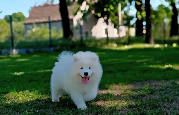 Samoyed szczenięta BezoweLove FCI 3