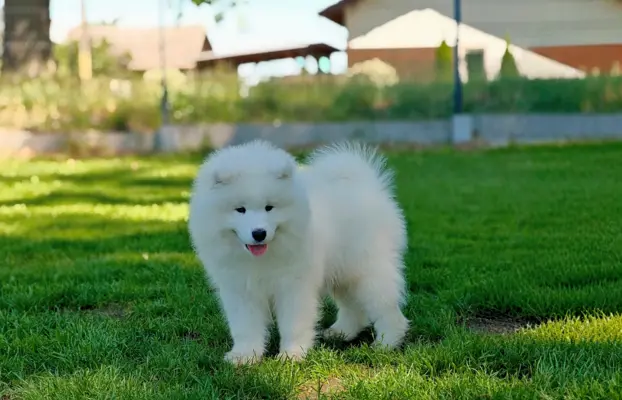 Samoyed szczenięta BezoweLove FCI 4