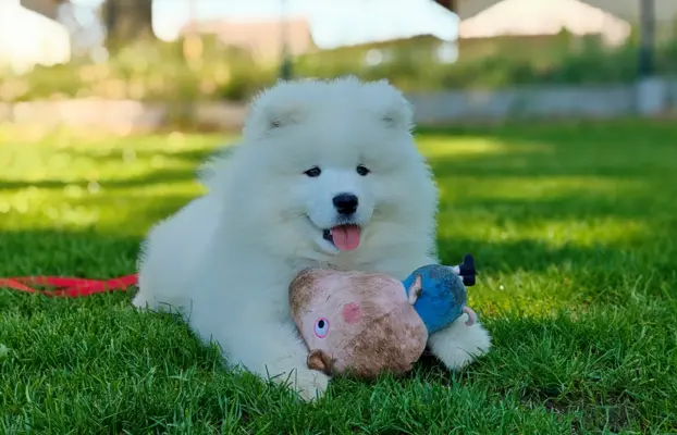 Samoyed szczenięta BezoweLove FCI 5