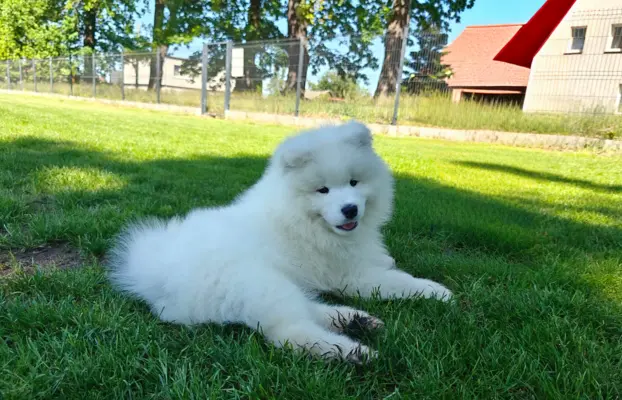 Samoyed szczenięta BezoweLove FCI 6