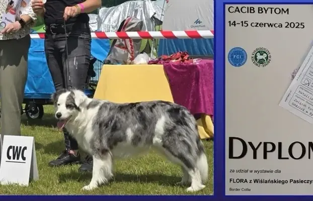 Szczeniak Border Collie FCI/ ZKwP 9