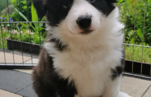 Szczeniak Border Collie FCI/ ZKwP 10
