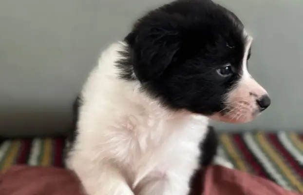Piękne szczenię Border Collie po matce z linii wystawowej 1