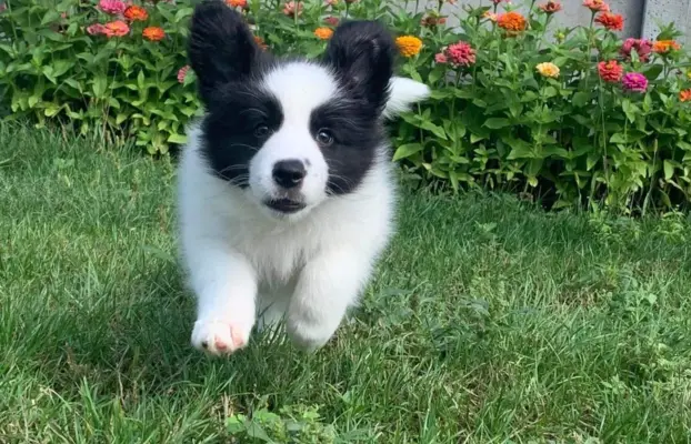 Piękne szczenię Border Collie po matce z linii wystawowej 2