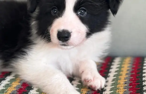 Piękne szczenię Border Collie po matce z linii wystawowej 3
