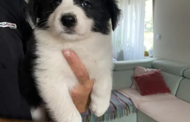 Piękne szczenię Border Collie po matce z linii wystawowej 4
