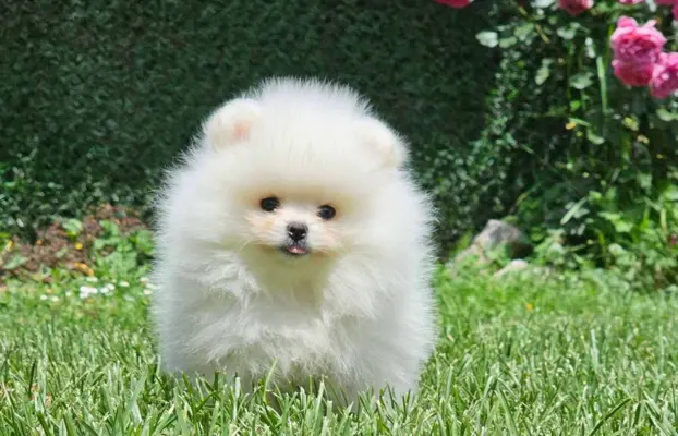 Pomeranian BOO typu miś – szczenięta szpica pomorskiego 1