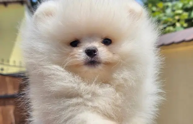 Pomeranian BOO typu miś – szczenięta szpica pomorskiego 2