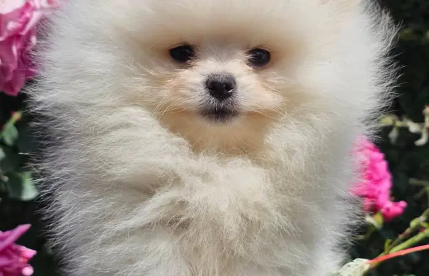 Pomeranian BOO typu miś – szczenięta szpica pomorskiego 3
