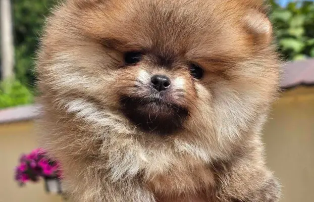 Pomeranian BOO typu miś – szczenięta szpica pomorskiego 4