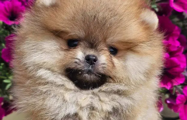 Pomeranian BOO typu miś – szczenięta szpica pomorskiego 5