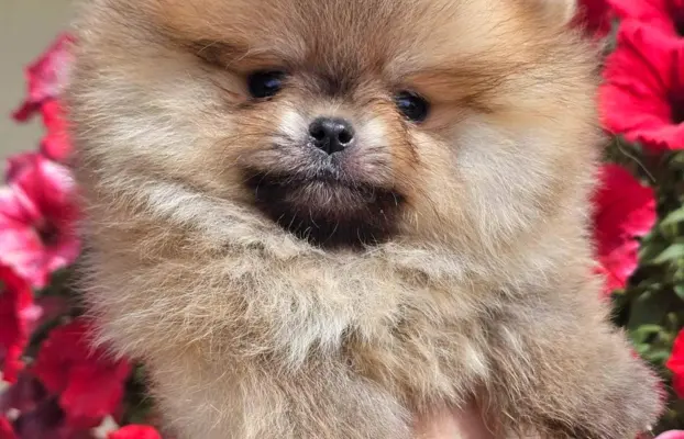 Pomeranian BOO typu miś – szczenięta szpica pomorskiego 6